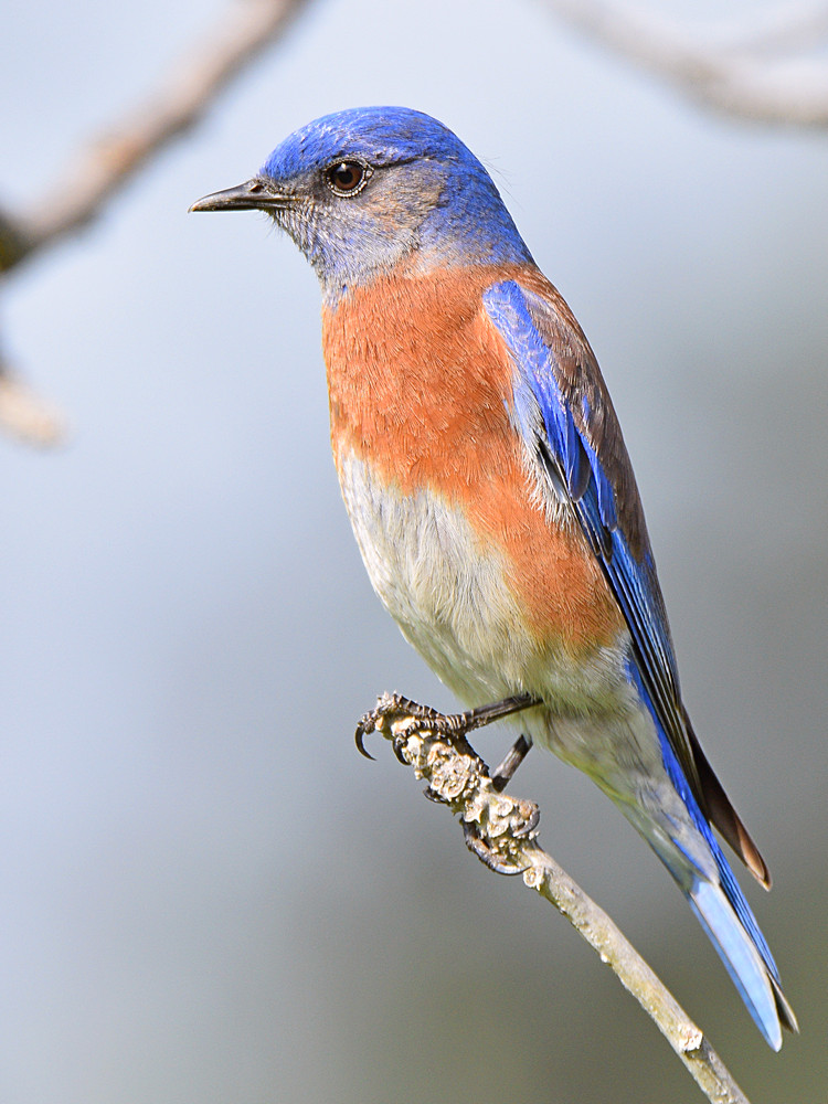 Bluebird3.jpg
