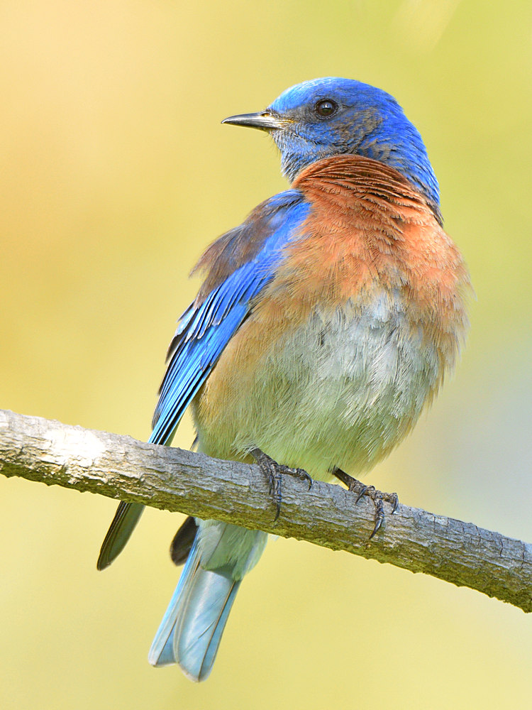 BlueBird3.jpg