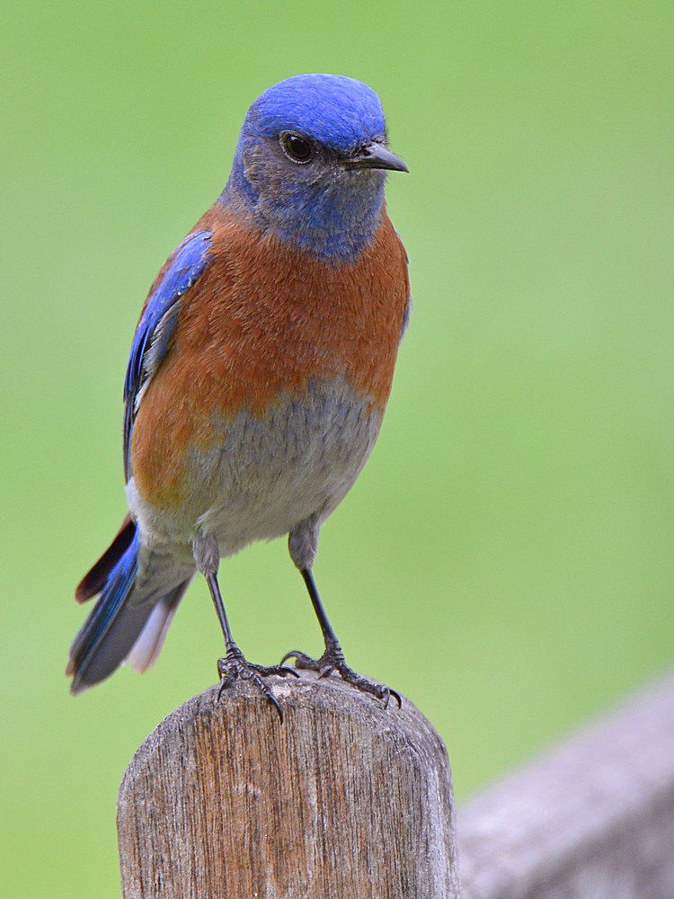 Bluebird3.jpg