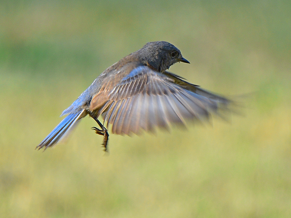 Bluebird3.jpg