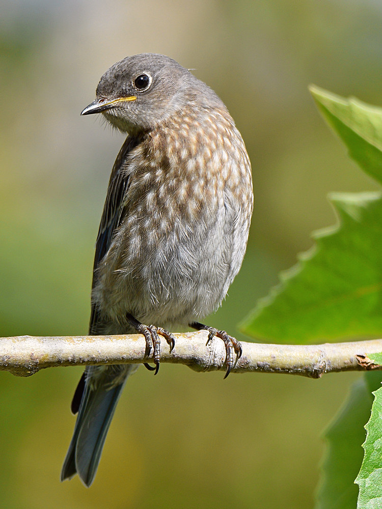 Bluebird3.jpg