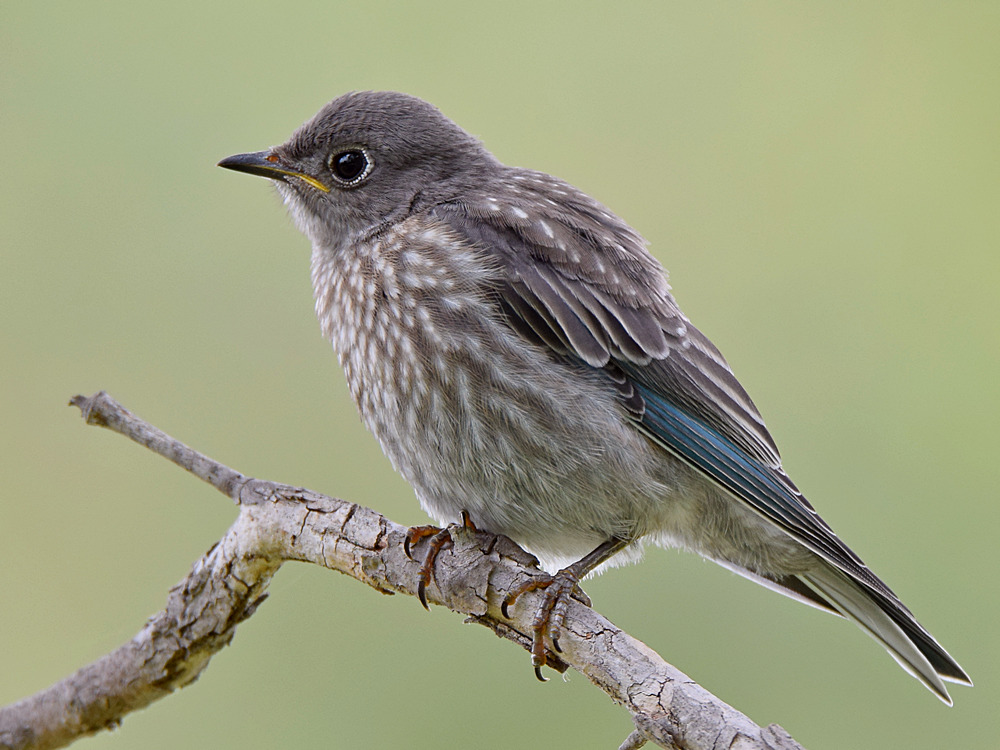 Bluebird3.jpg