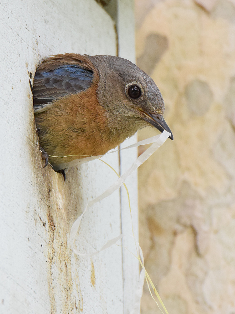 Bluebird3.jpg