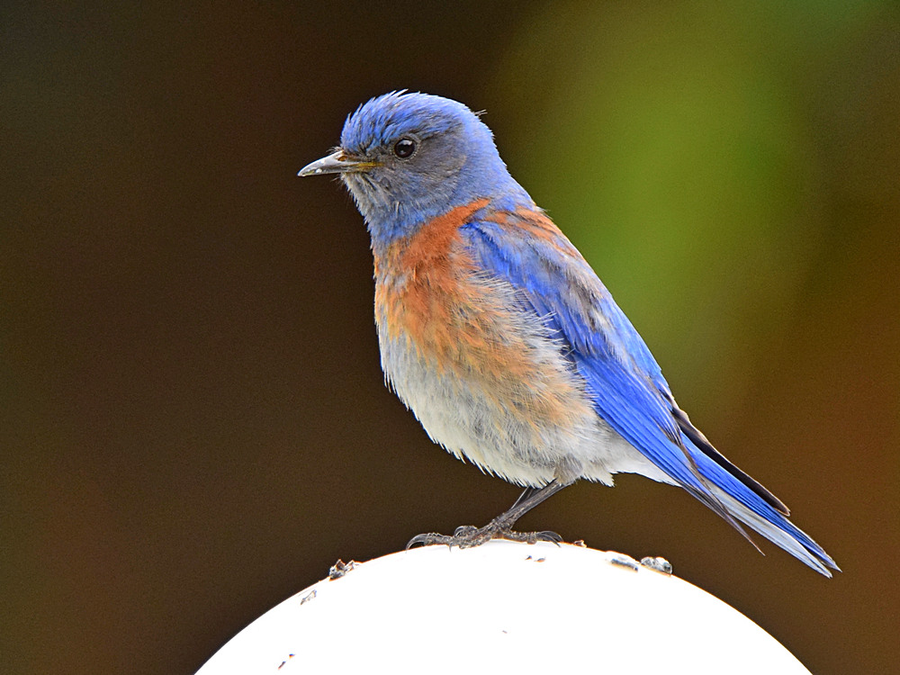 Bluebird3.jpg