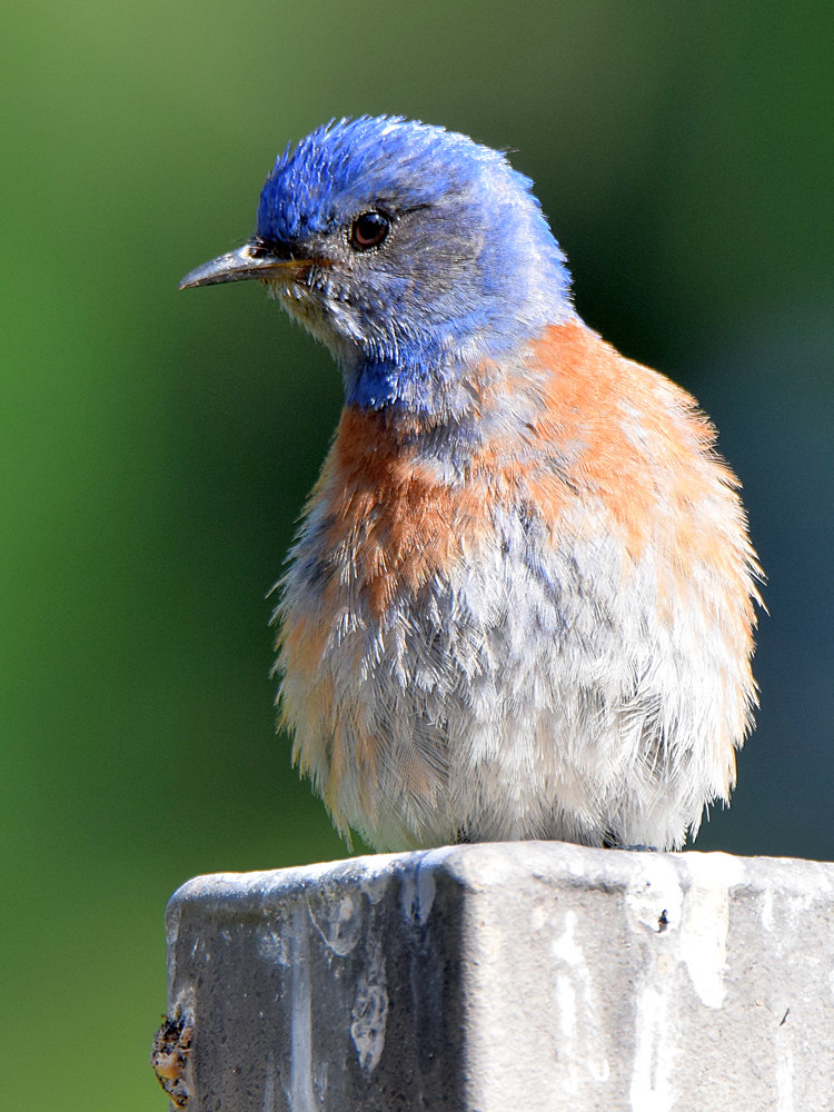 Bluebird3.jpg