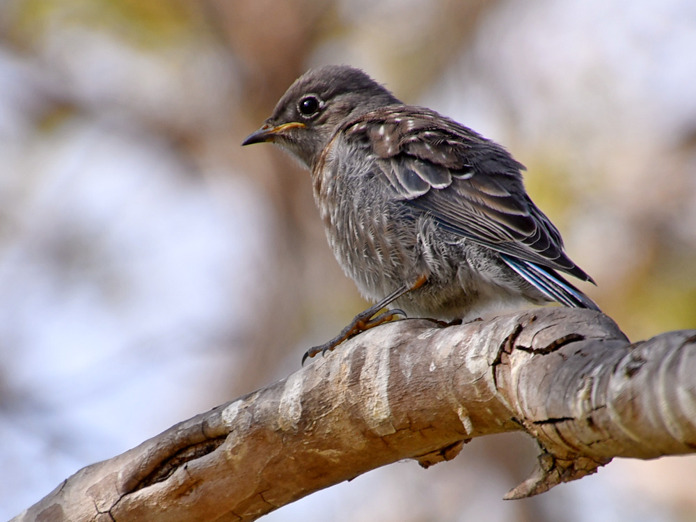 Bluebird3.jpg
