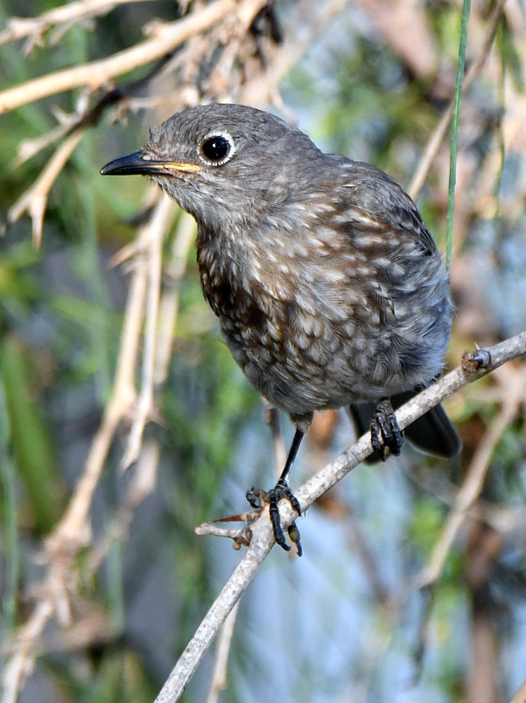 Bluebird3.jpg