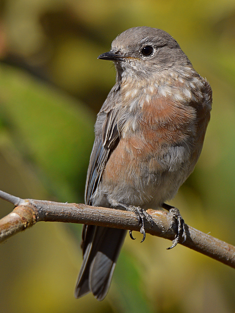 Bluebird3.jpg