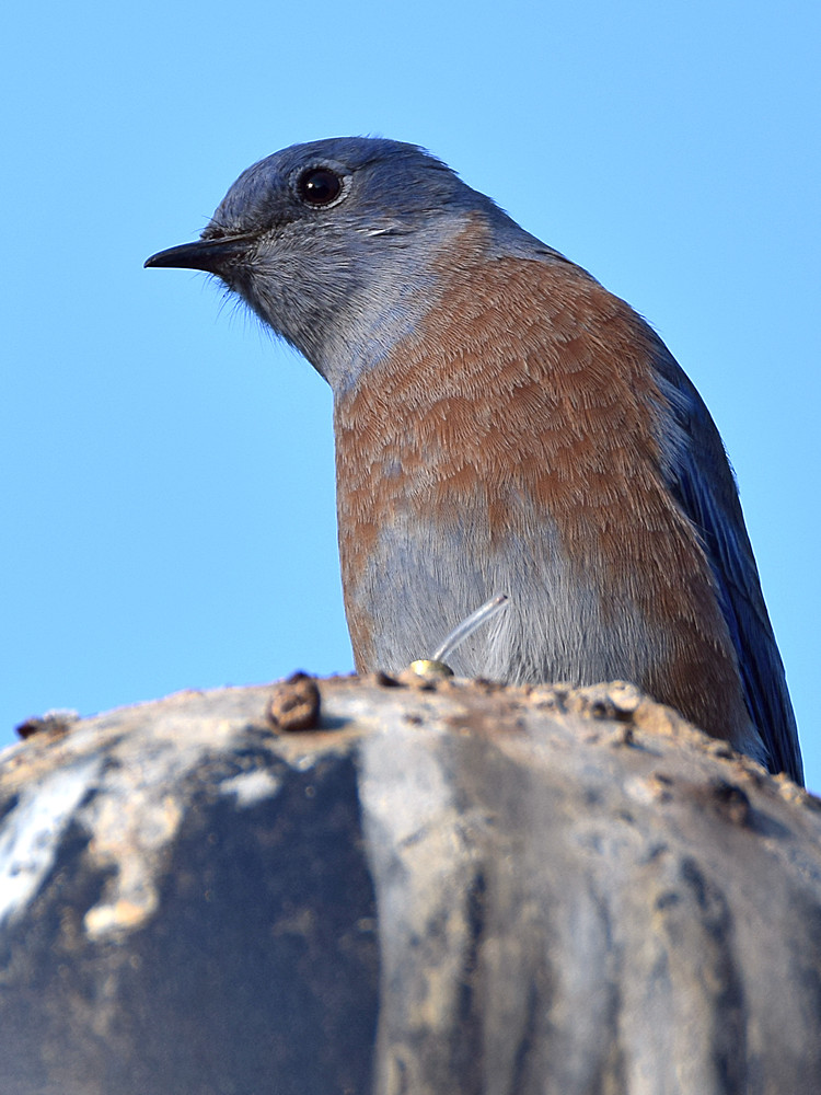 Bluebird3.jpg