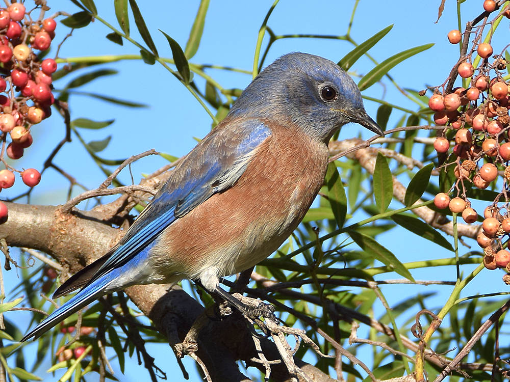 Bluebird3.jpg