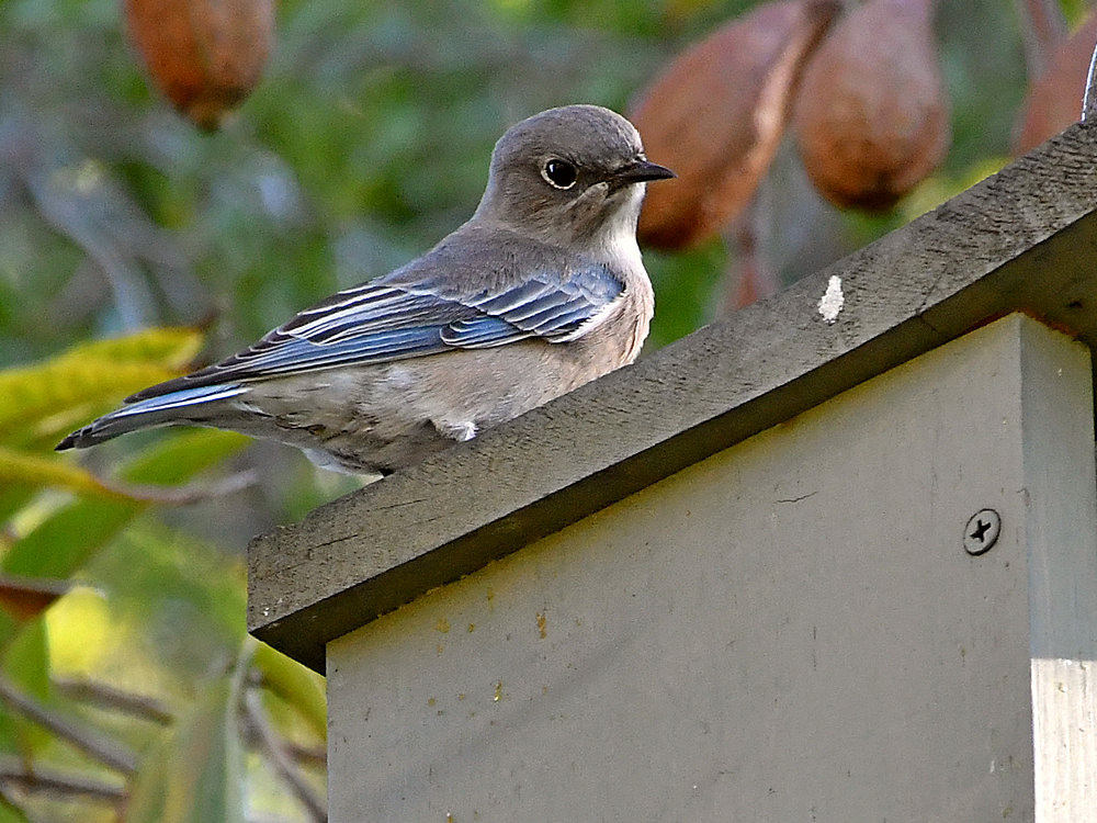 Bluebird3.jpg