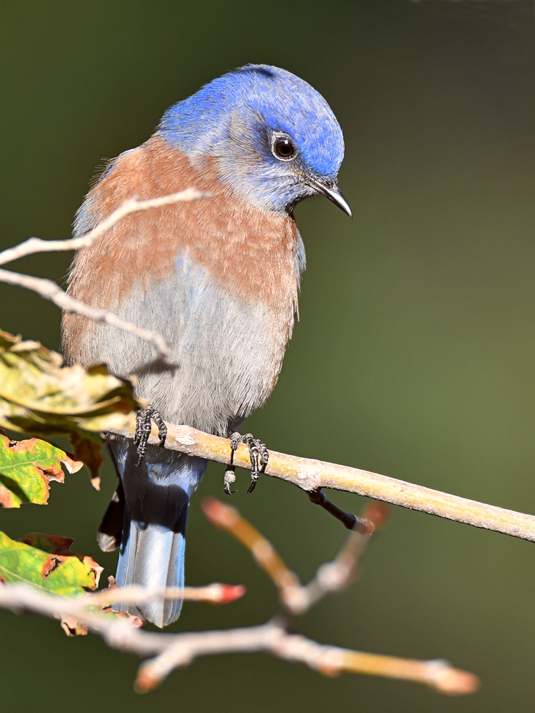 Bluebird3.jpg