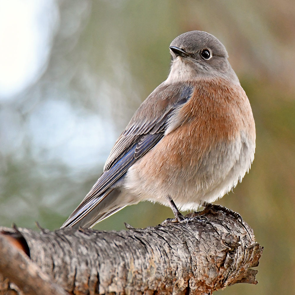 Bluebird3.jpg