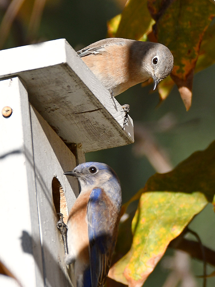 Bluebird3.jpg