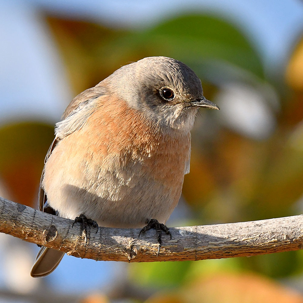 Bluebird3.jpg