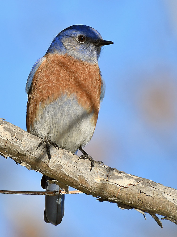 Bluebird3.jpg