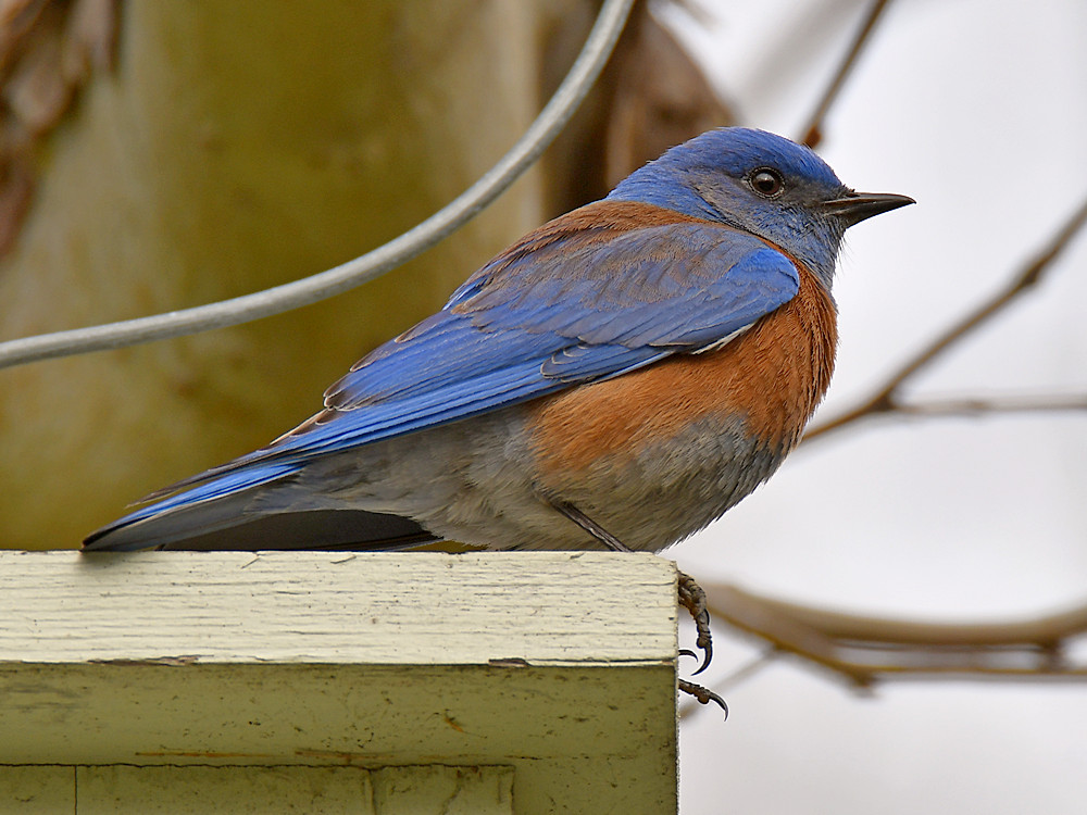 Bluebird3.jpg