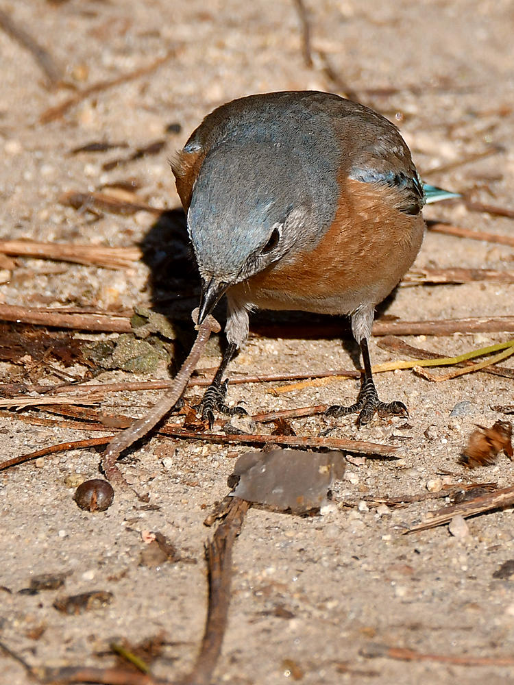 Bluebird3.jpg