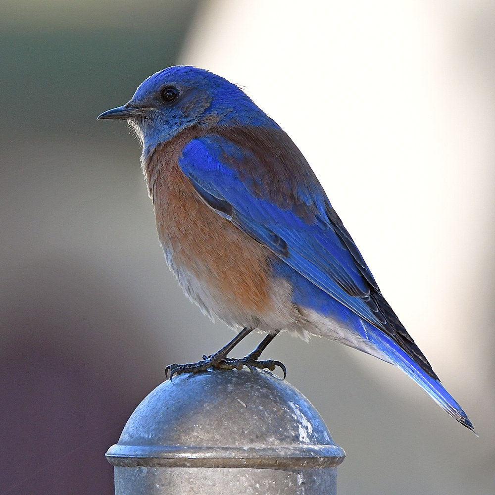 Bluebird3.jpg