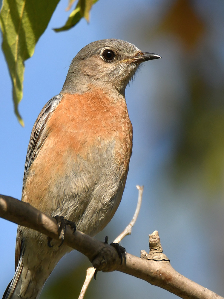 Bluebird3.jpg