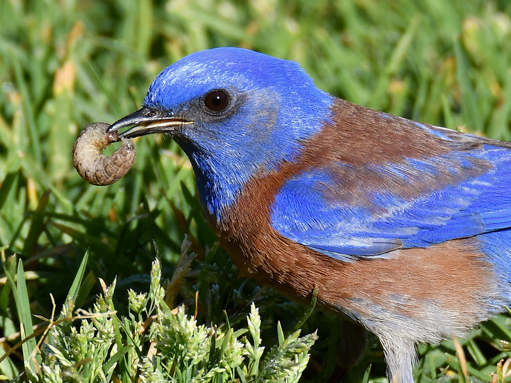 Bluebird3.jpg