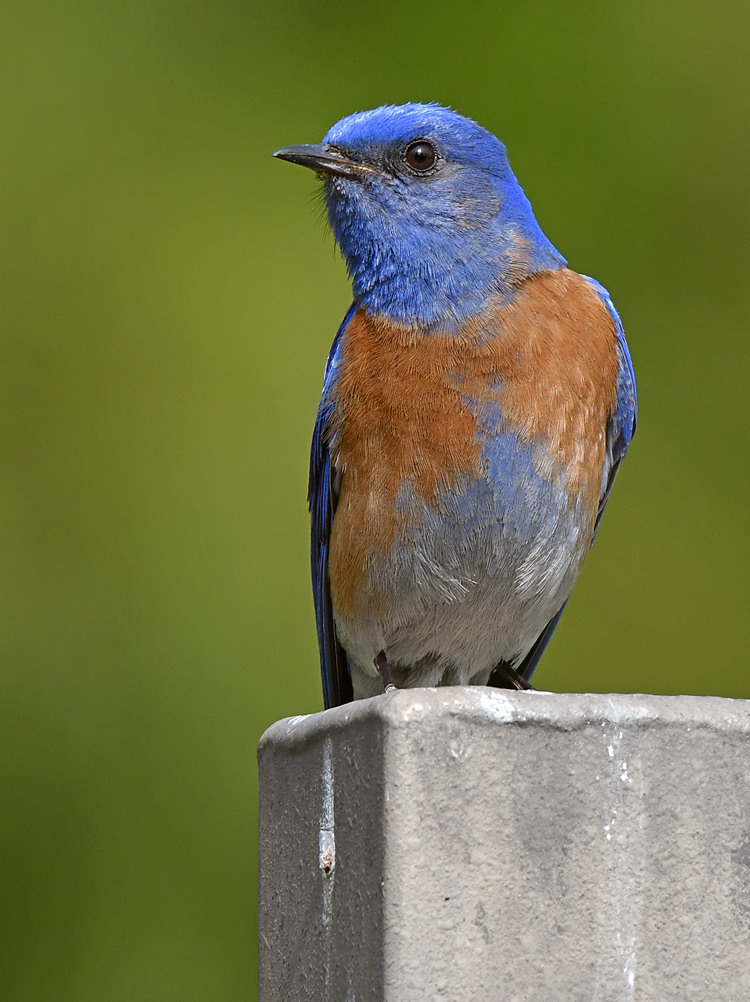 Bluebird3.jpg