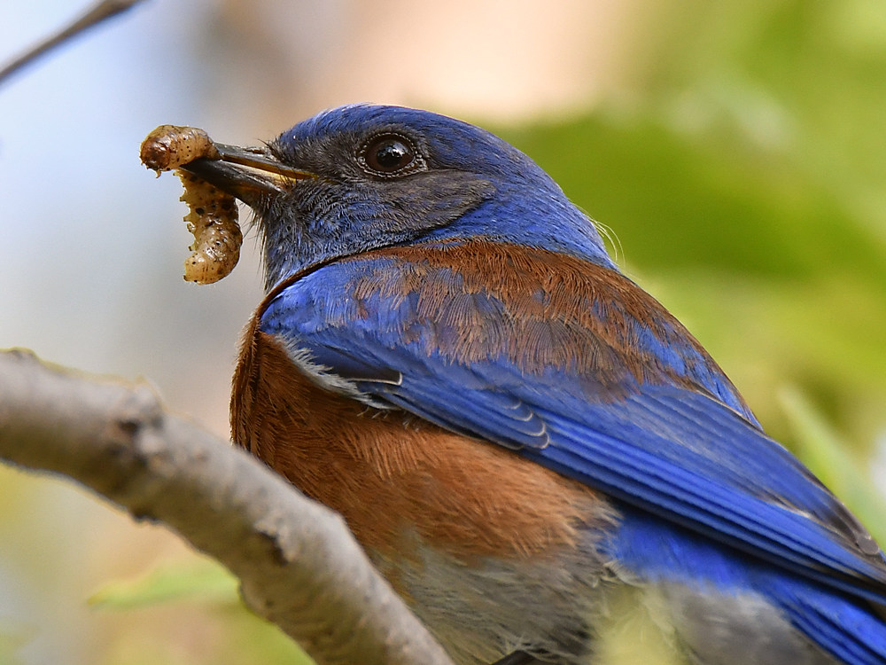 Bluebird3.jpg