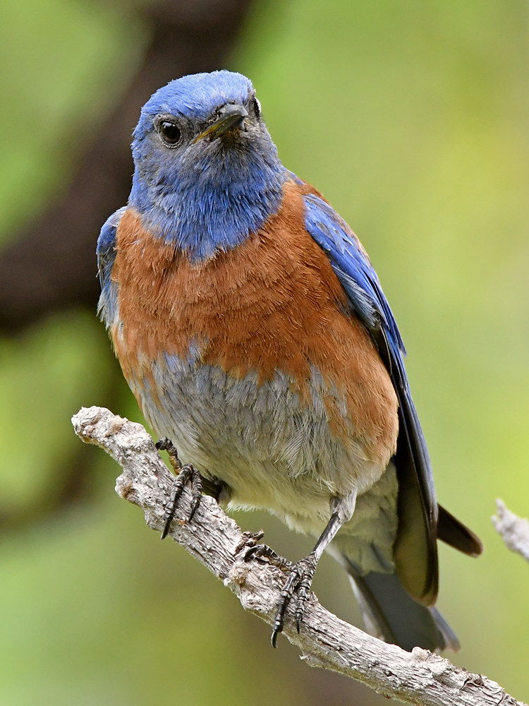 Bluebird3.jpg