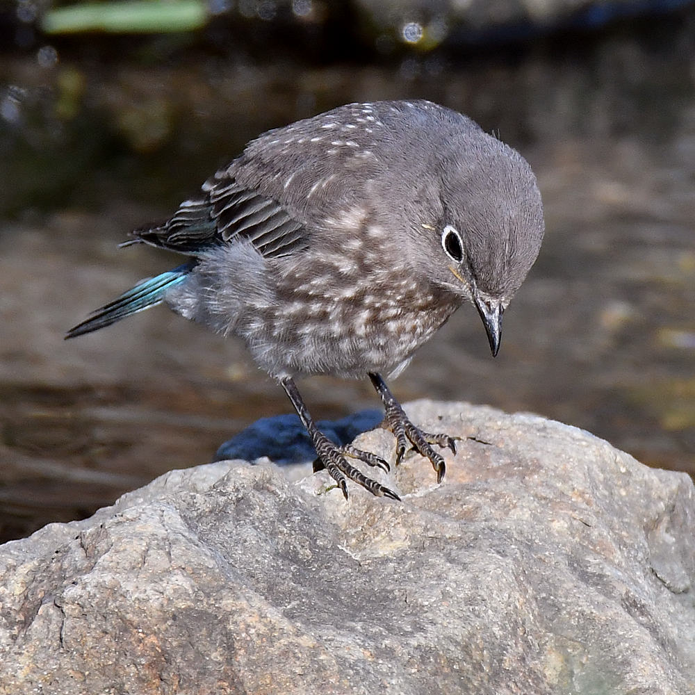 Bluebird3.jpg