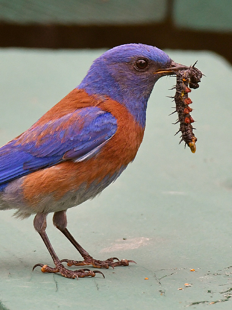 Bluebird3.jpg