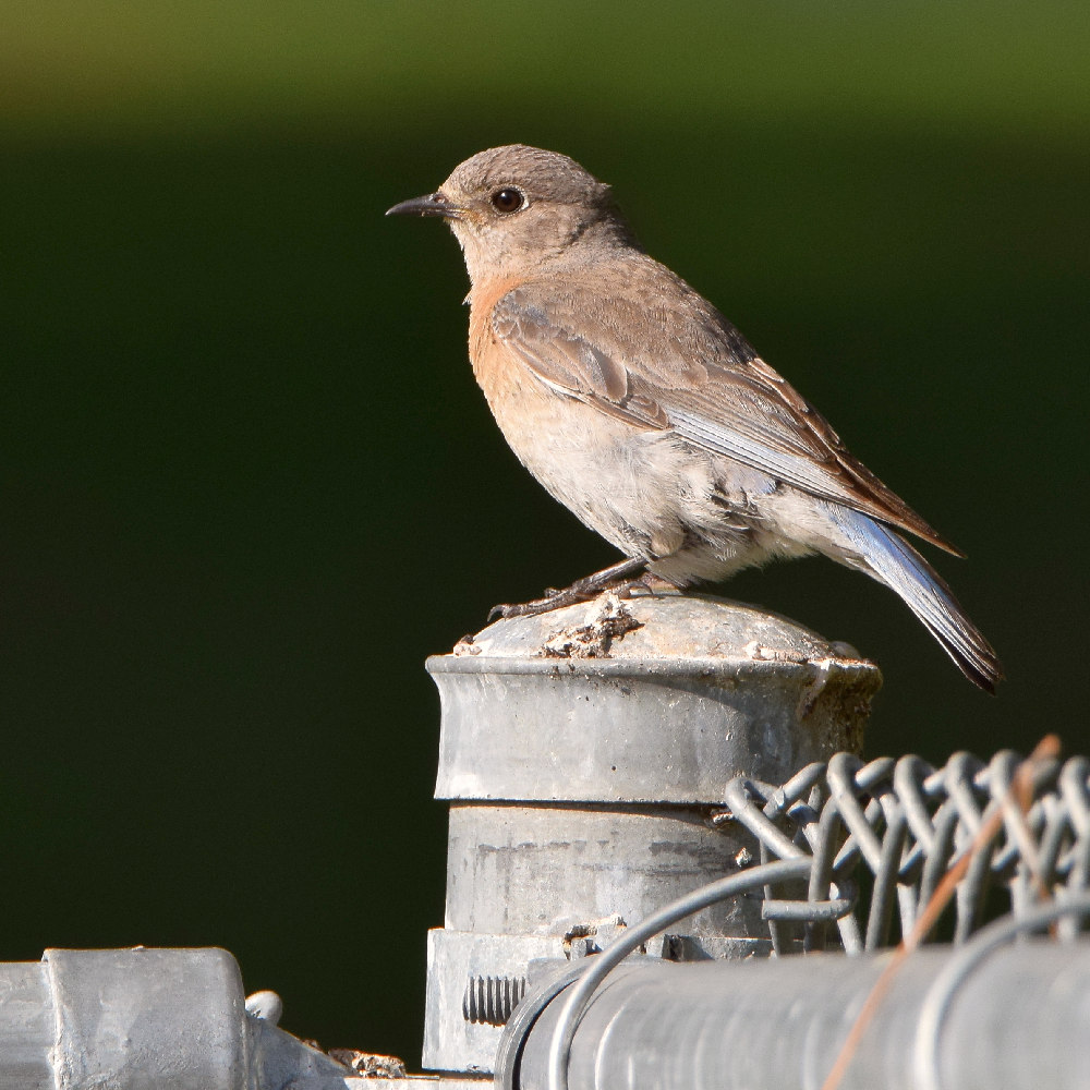 Bluebird3.jpg