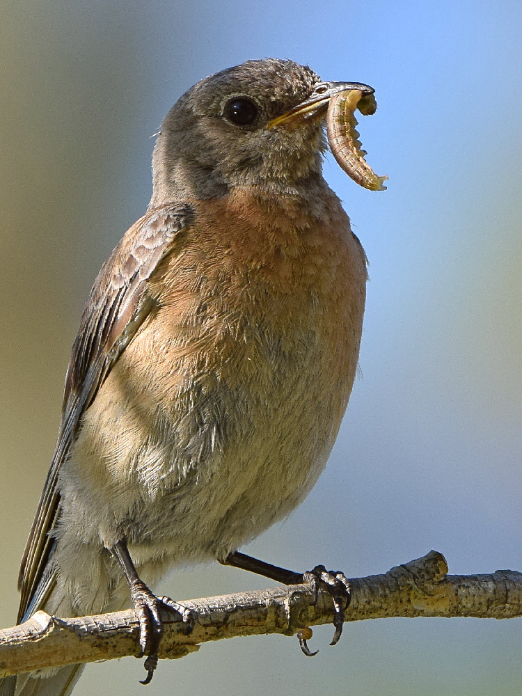 Bluebird3.jpg