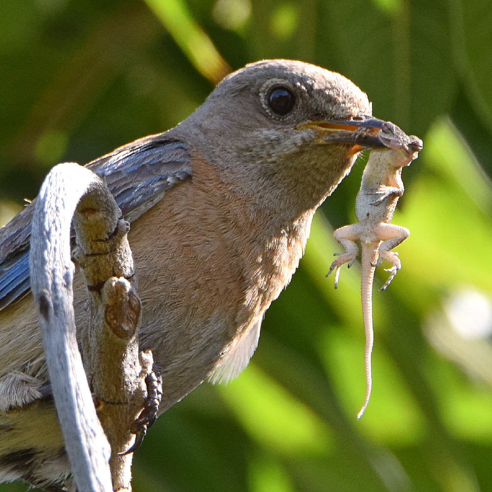 Bluebird3.jpg