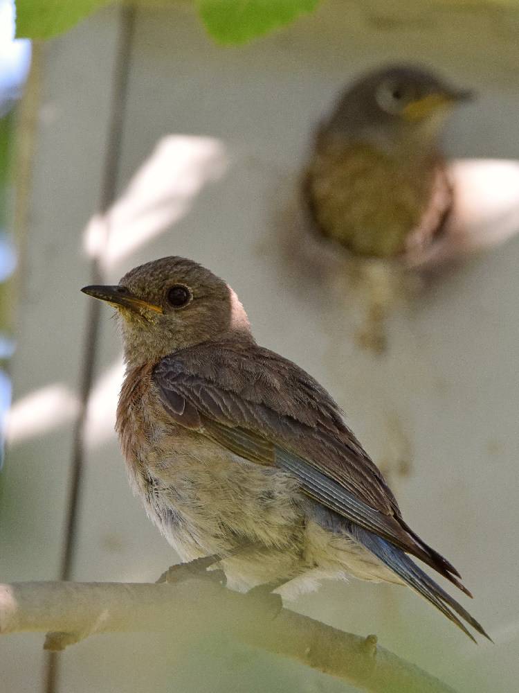 Bluebird3.jpg