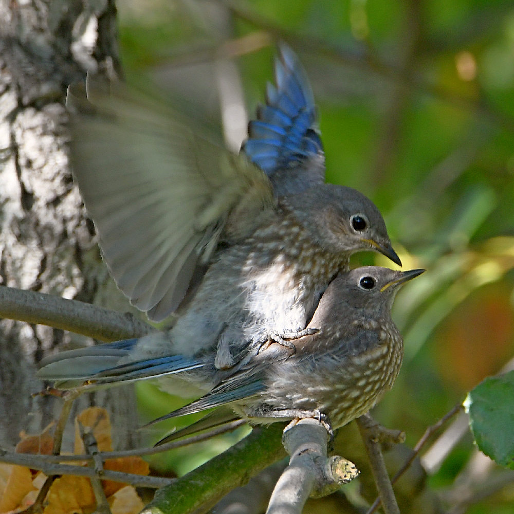 Bluebird3.jpg