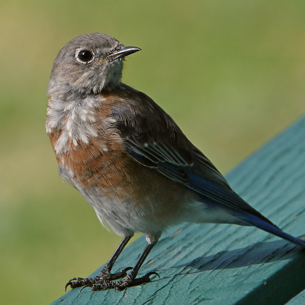 Bluebird3.jpg