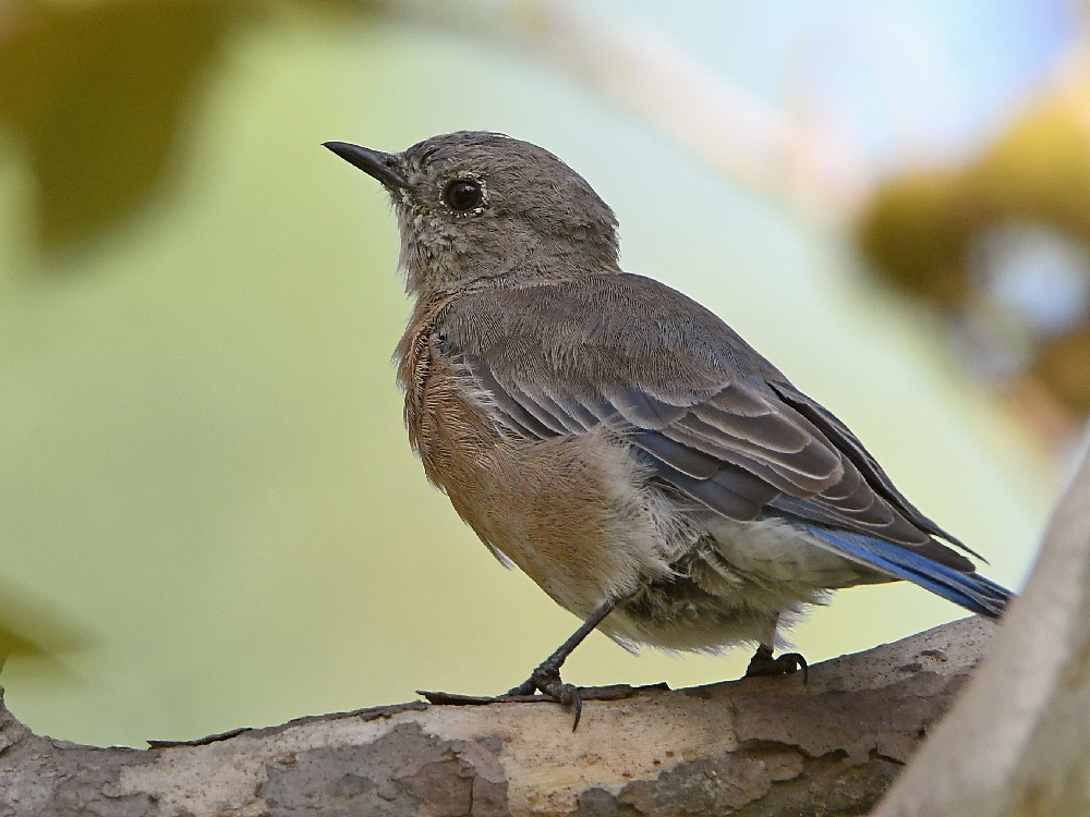 Bluebird3.jpg