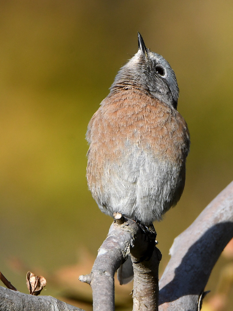 Bluebird3.jpg