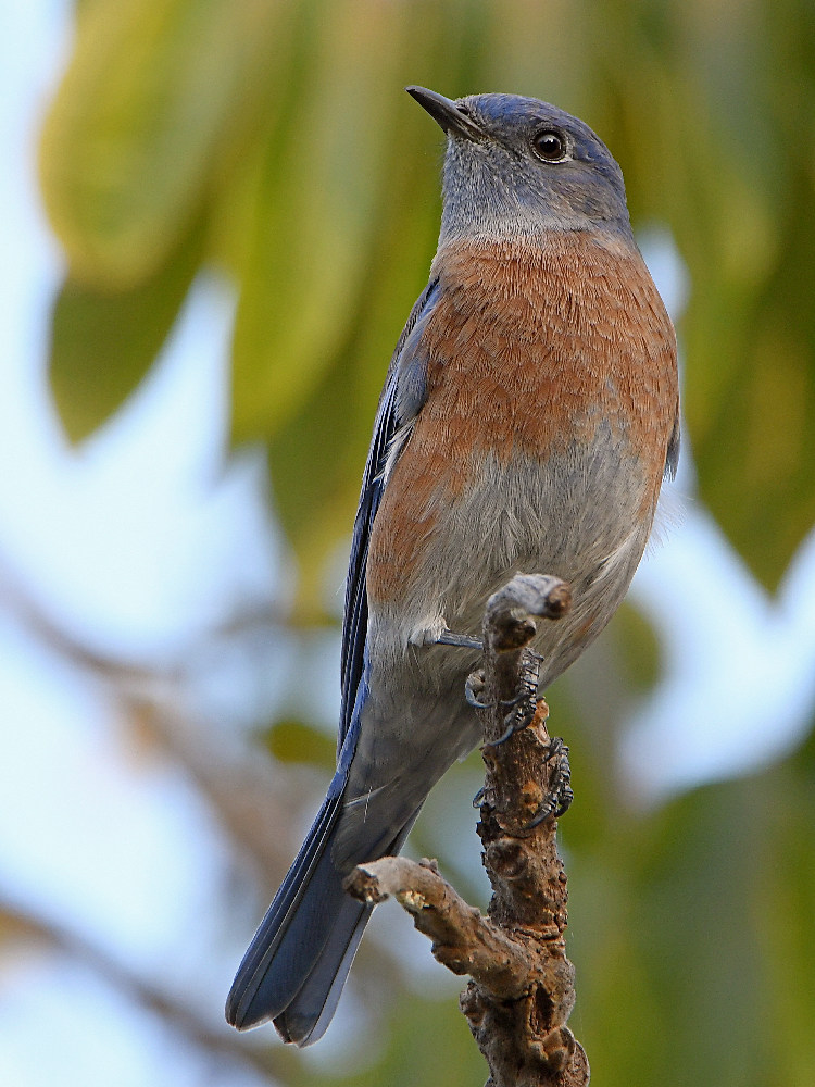 Bluebird3.jpg