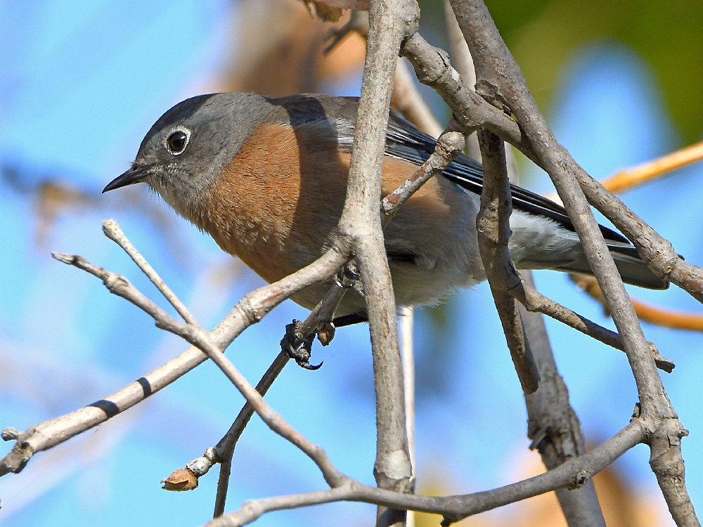 Bluebird3.jpg