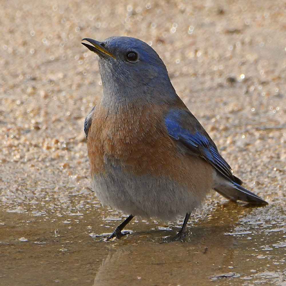 Bluebird3.jpg