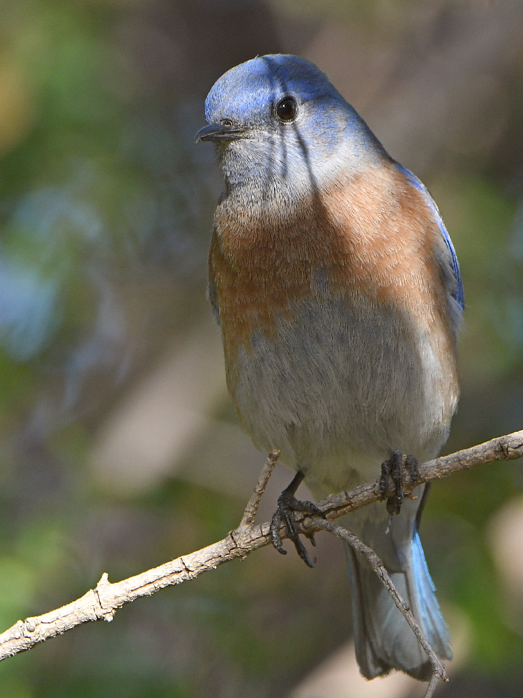 Bluebird3.jpg