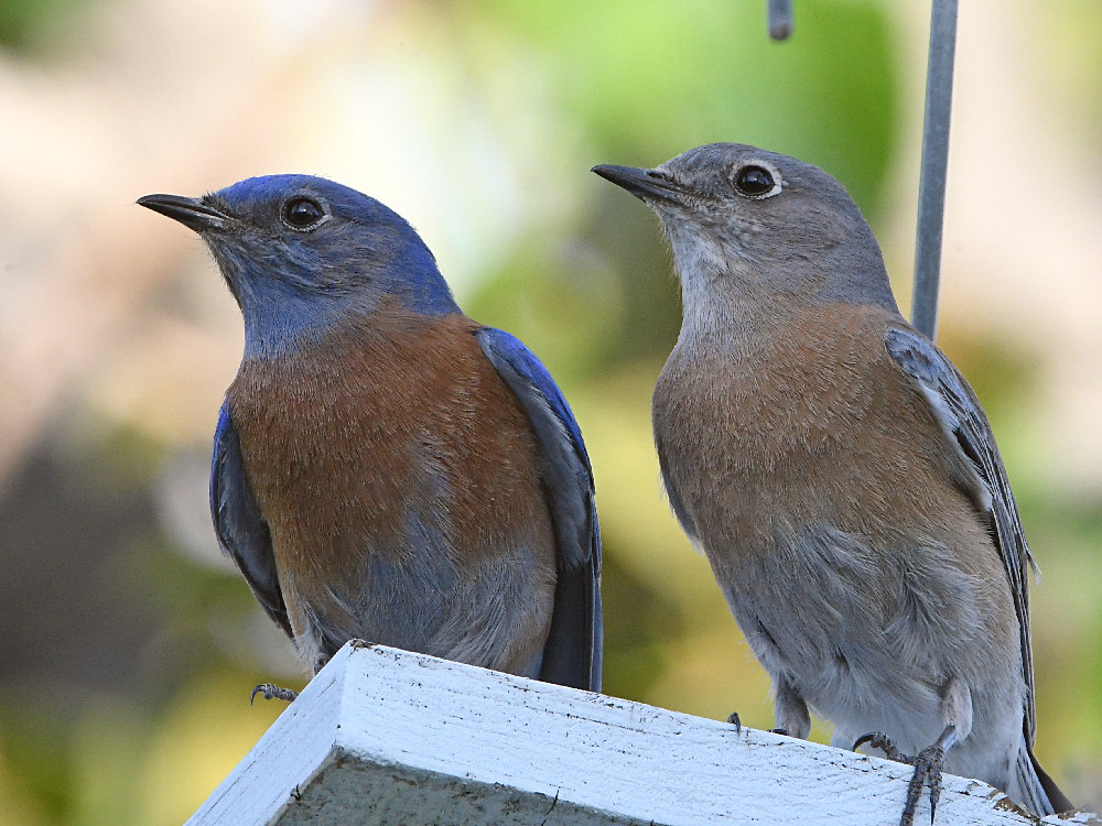 Bluebird3.jpg