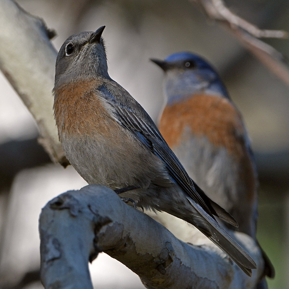 Bluebird3.jpg