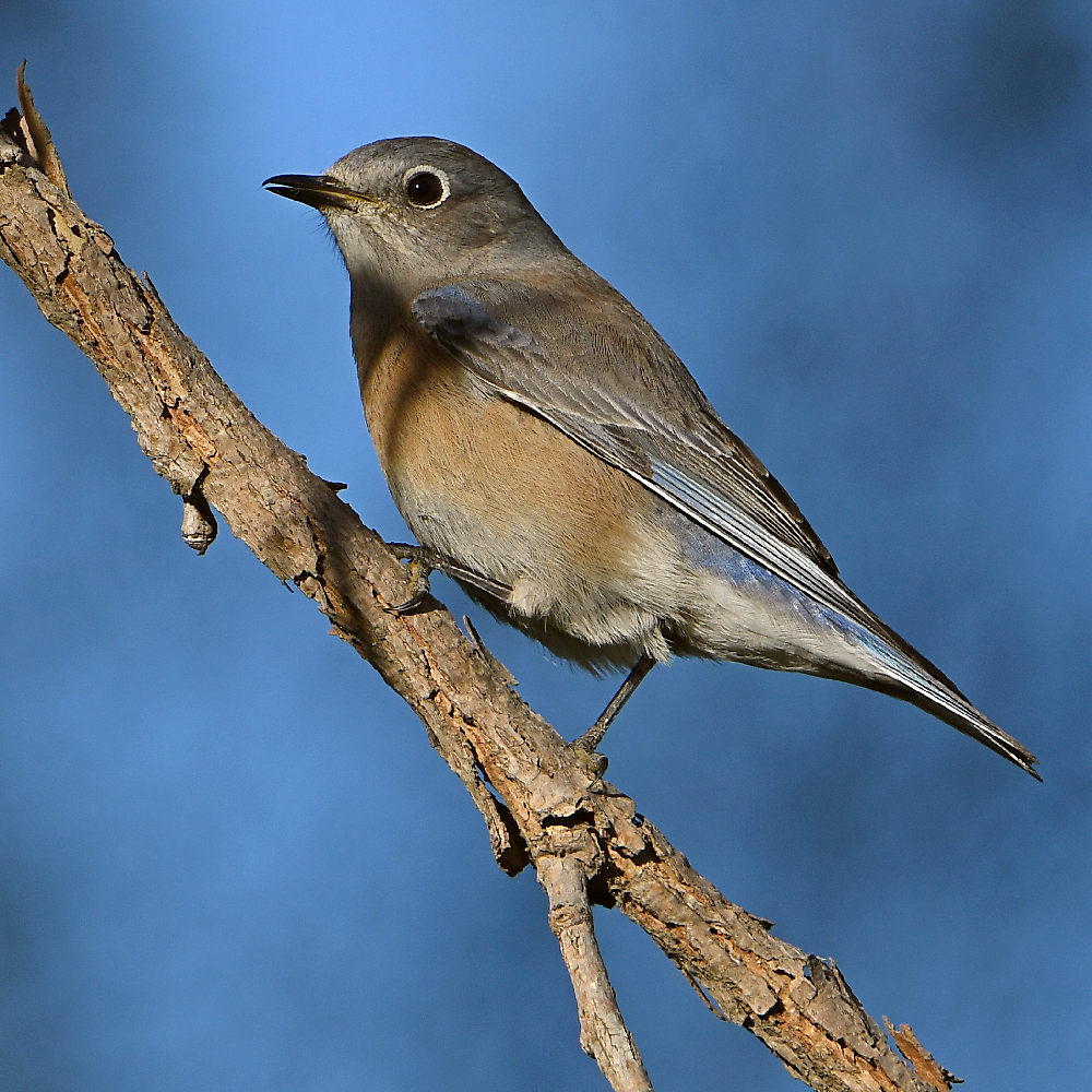 Bluebird3.jpg