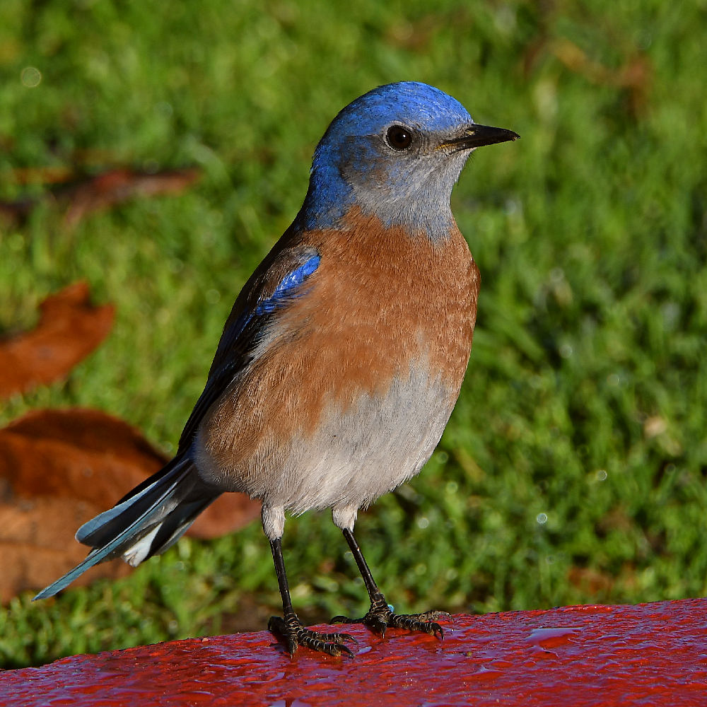 Bluebird3.jpg