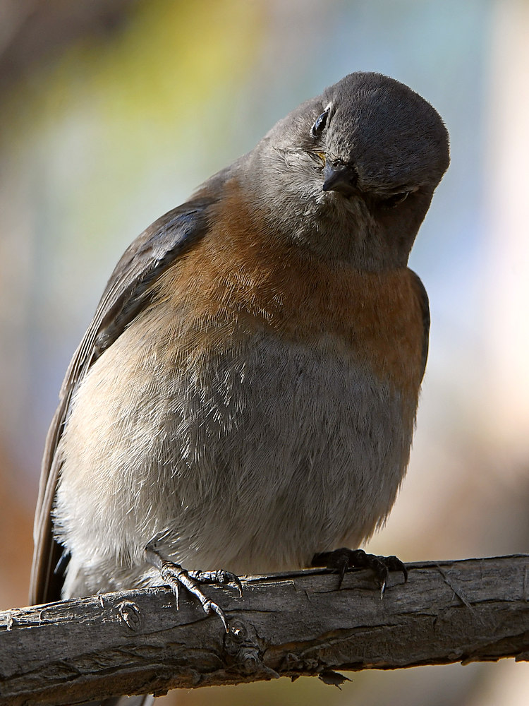 Bluebird3.jpg