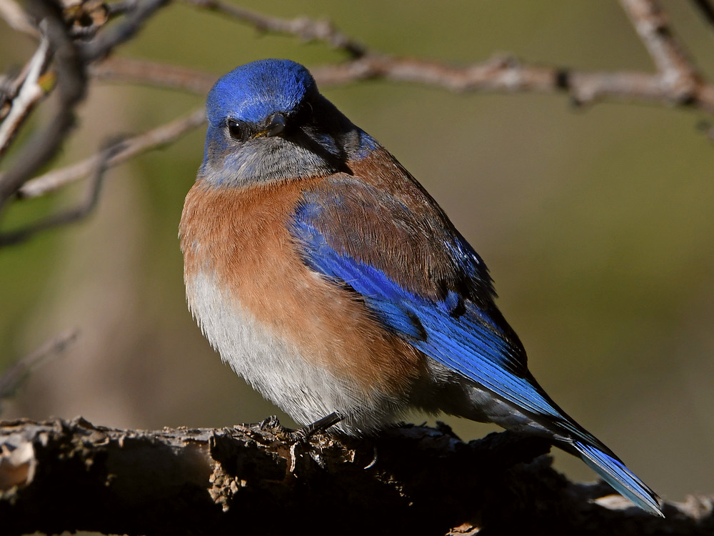 Bluebird3.jpg