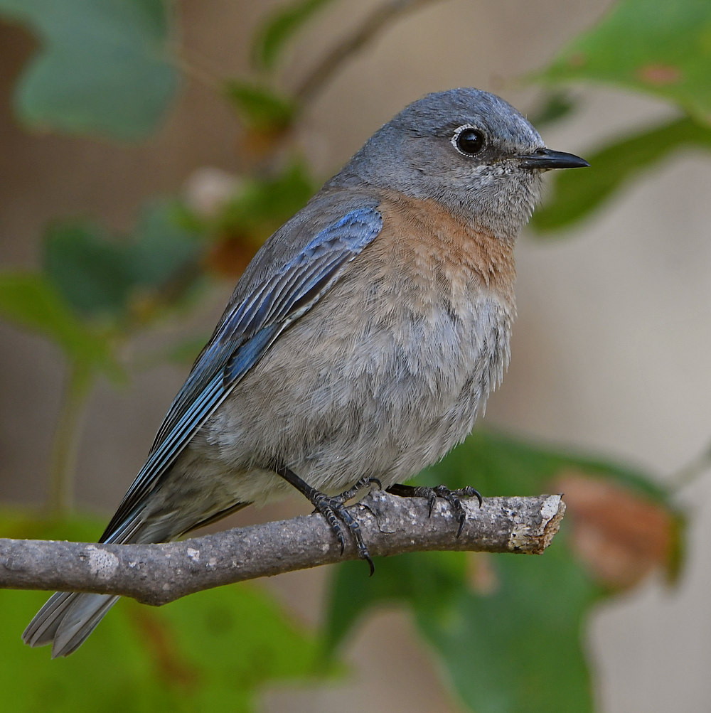 Bluebird3.jpg