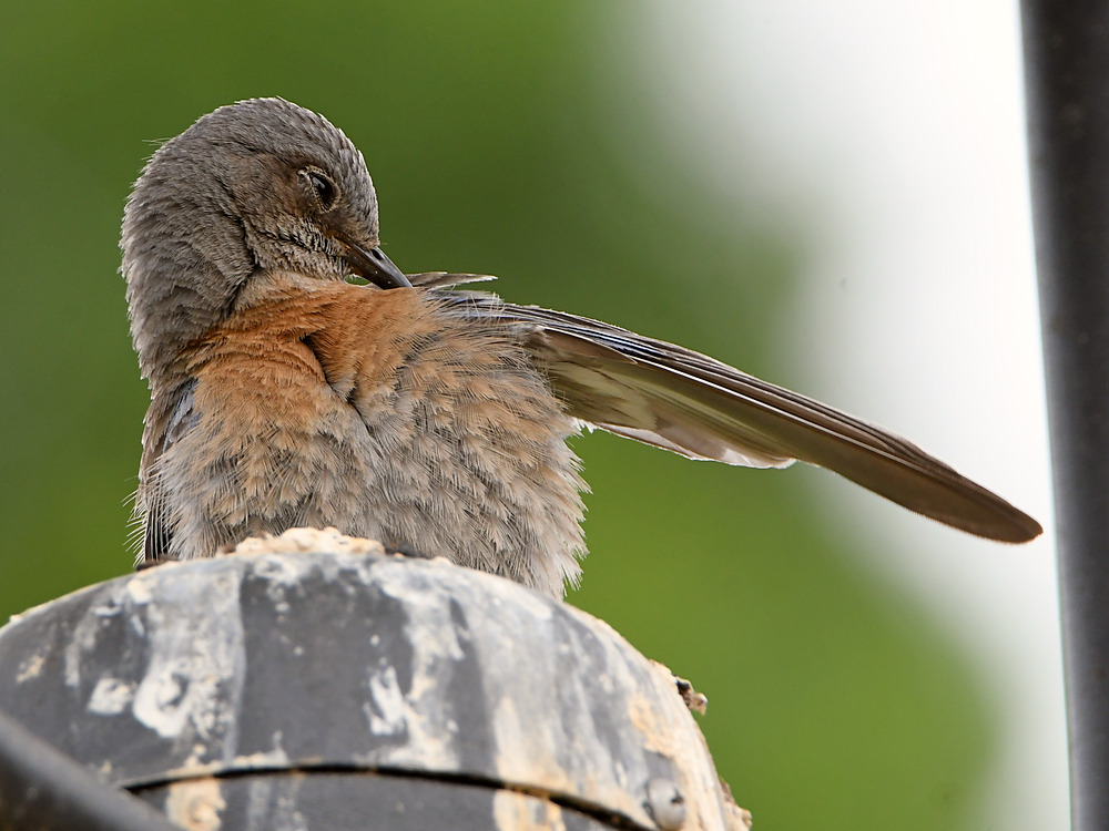 Bluebird3.jpg